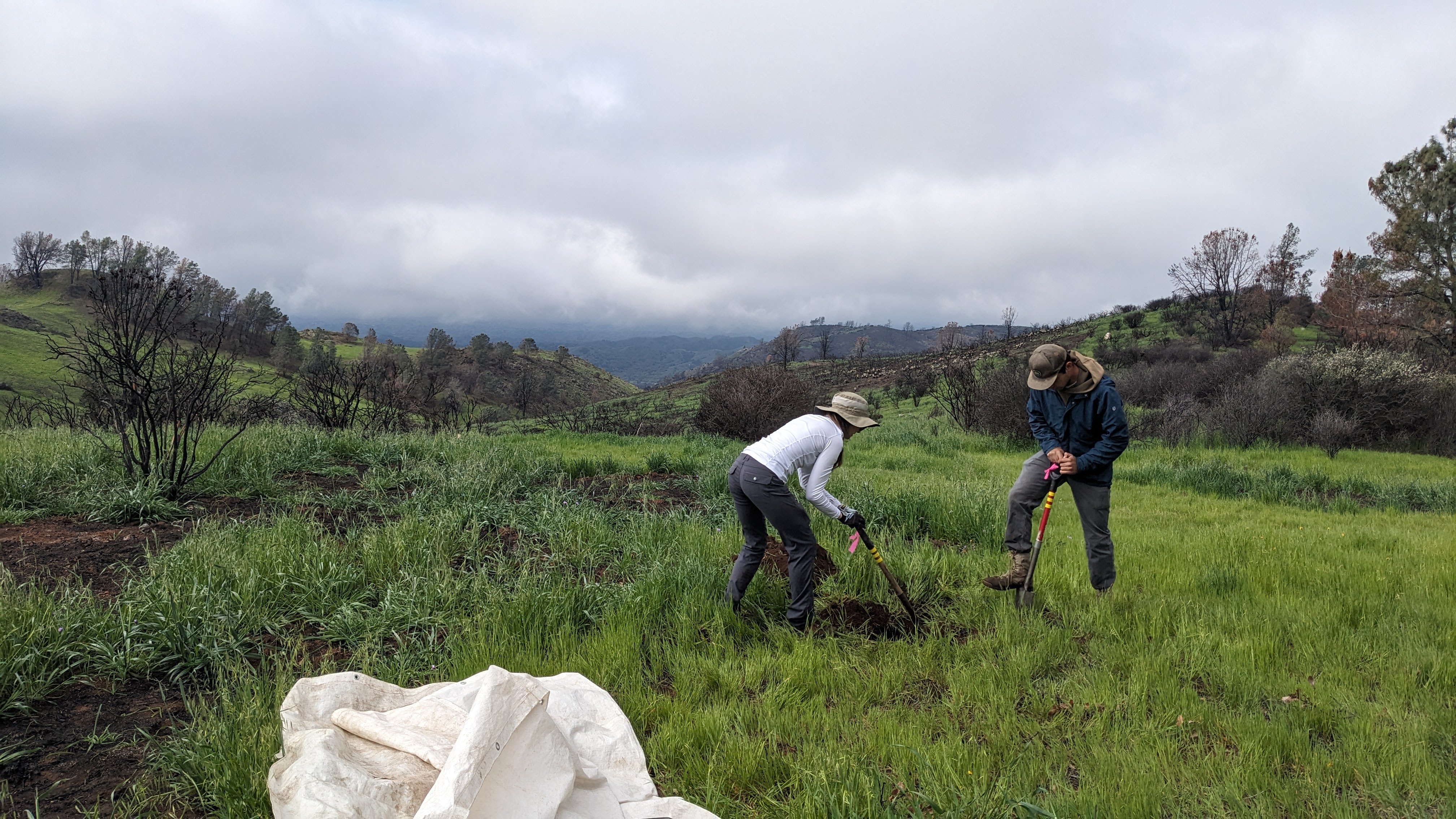 Excavating a soil pit, 2025.
